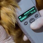 Dog Microchip Lookup: Steps to Identify Your Dog