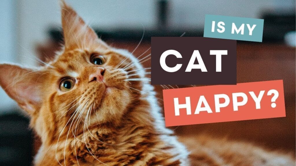 Signs of a Happy Cat: How to Tell If Your Cat Is Content