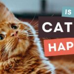 Signs of a Happy Cat: How to Tell If Your Cat Is Content