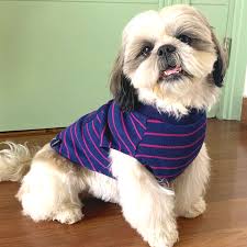 Why Shopping for Dog Clothing Online is Convenient and Fun