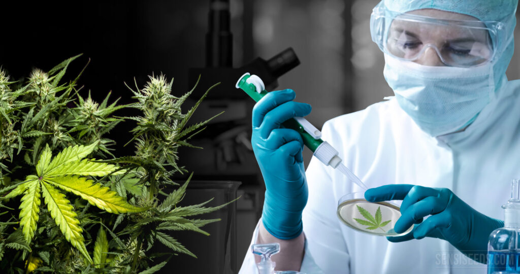 What You Can (and Can’t) Learn From Non-Chromatography Cannabis Test Kits