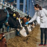 Building a Business Case for ERP in Dairy Operations