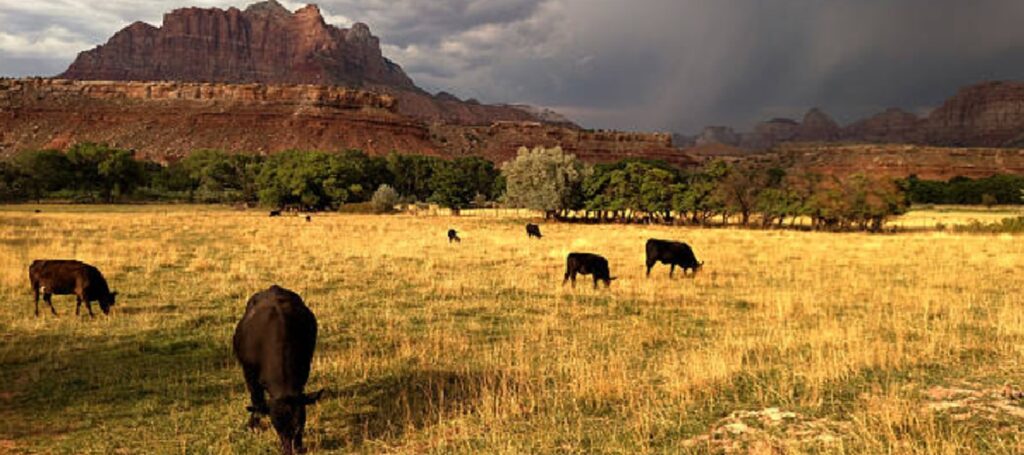 Agricultural Consulting Company USA: Expert Guidance for Smarter, Sustainable Farming