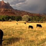 Agricultural Consulting Company USA: Expert Guidance for Smarter, Sustainable Farming