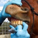 Horse Teeth Floating: Benefits for Your Horse’s Health