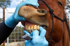 Horse Teeth Floating: Benefits for Your Horse’s Health