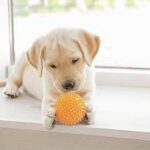 Online Pet Shop: Your Complete Destination for Pet Supplies