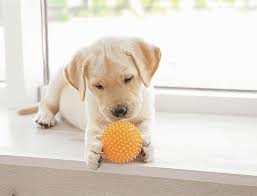 Online Pet Shop: Your Complete Destination for Pet Supplies