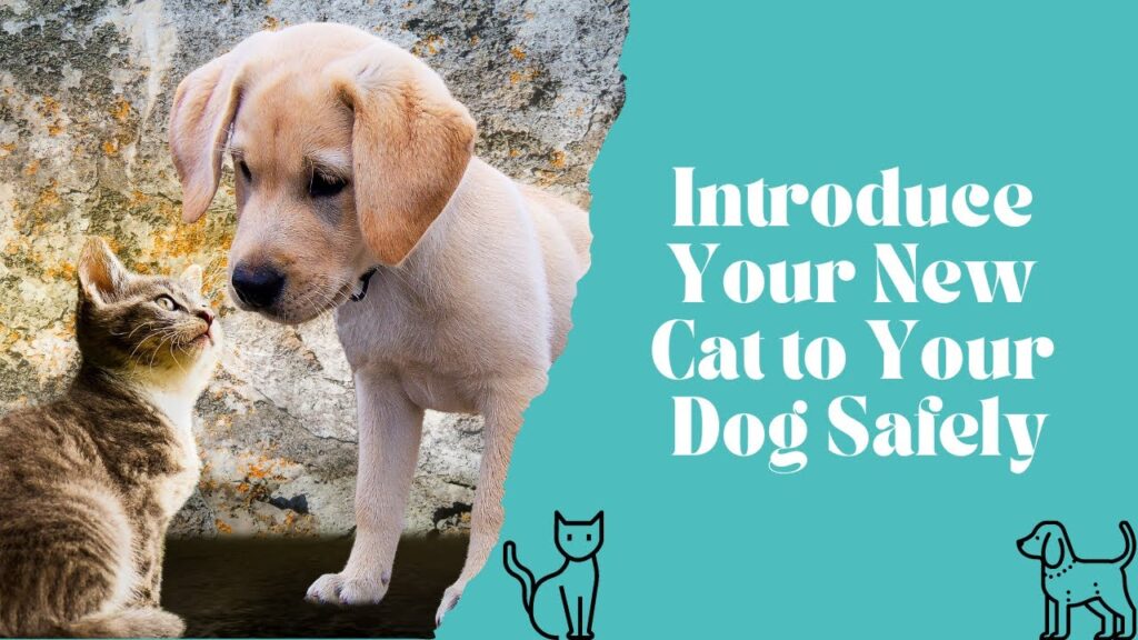 How to Introduce Dogs and Cats the Right Way Today