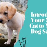 How to Introduce Dogs and Cats the Right Way Today