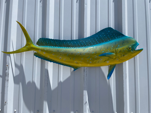 Discover Premium Mounted Fish for Sale: Ready-to-Ship Fish Replicas for Every Angler