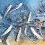 Different Types of Fishing Nets Explained | Reliable Fishing Net Manufacturers in India