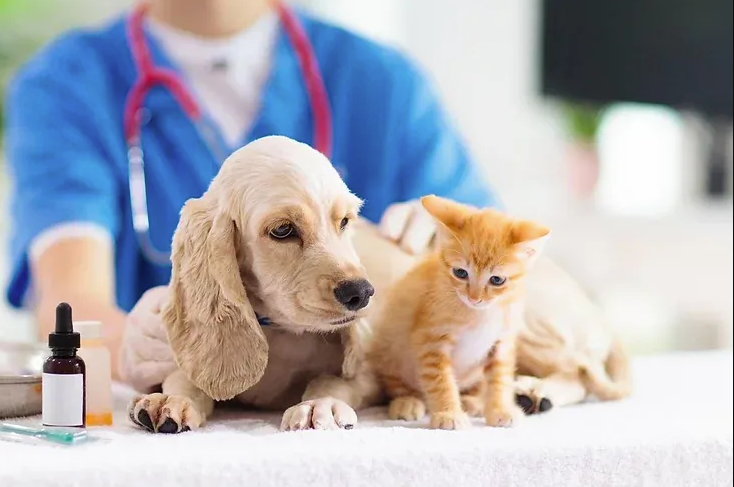 Senior Pet Care Insights to Improve Comfort in Aging Pets