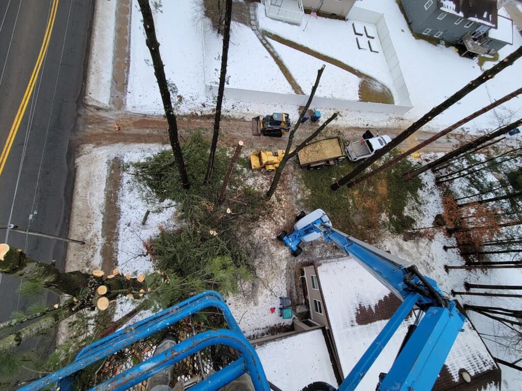 Healthier Trees and Cleaner Yards Start With Expert Care