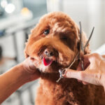 Dog Haircut Guide: Choosing the Right Style for Your Breed