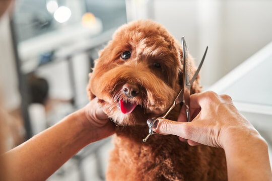 Dog Haircut Guide: Choosing the Right Style for Your Breed