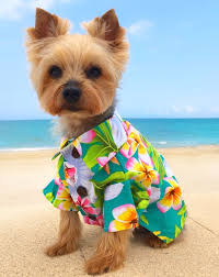 Dog Clothes for Winter: Keep Your Pup Warm and Cozy