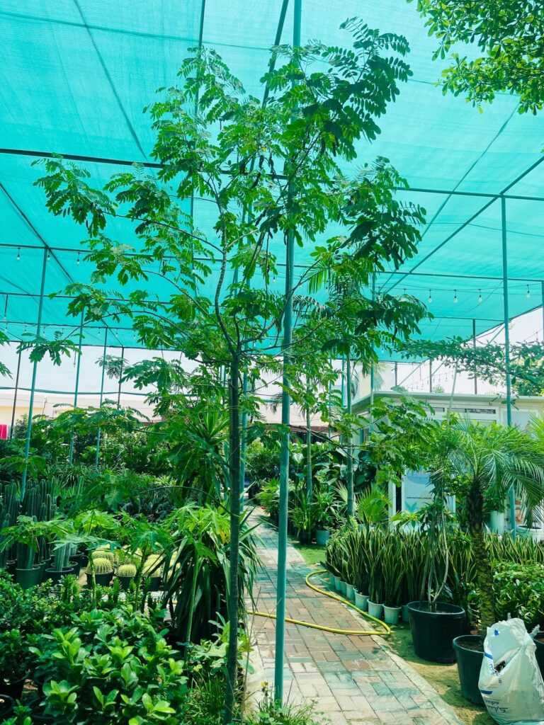 Euphorbia Abyssinica Cactus in Dubai: Care Guide, Benefits, and Styling Ideas by PlantStation