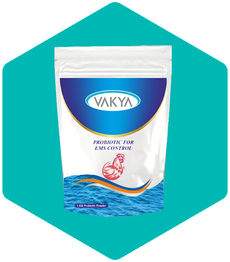 Probiotic Sachet and Suspension: Advanced Gut Health Solutions by Vakya Prob