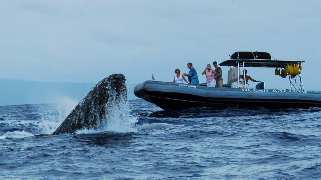 How Early Should You Book Whale Watching in Maui?