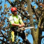 Why Professional Tree Services Matter for a Healthy Landscape