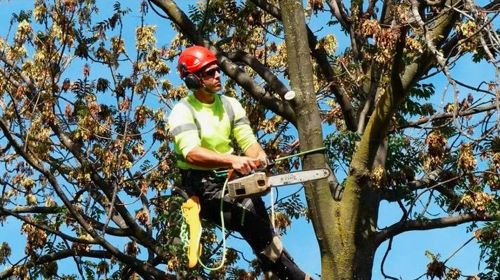 Why Professional Tree Services Matter for a Healthy Landscape
