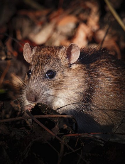 Pest Control Services Melbourne: Professional Rat Pest Control Melbourne and Pest Control Richmond