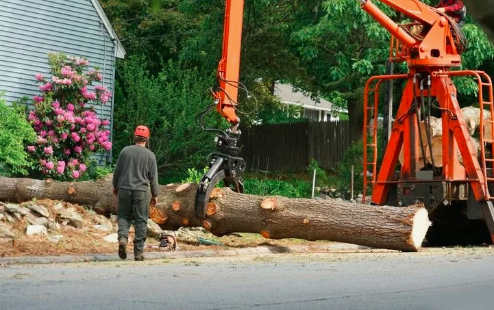 The Importance of Professional Tree and Shrub Removal Service