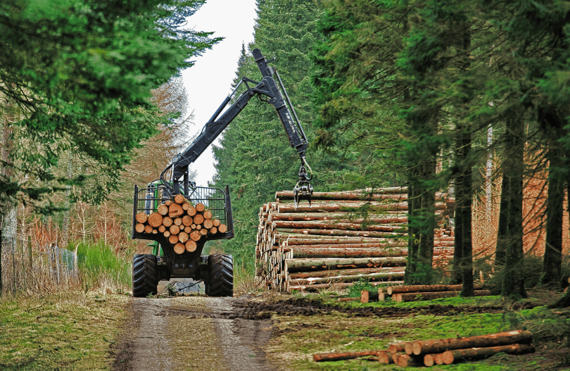 Vermont Consulting Foresters: Expert Forest Management & Timber Solutions