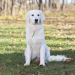 Why Are Retriever Puppies Popular With Active Families?