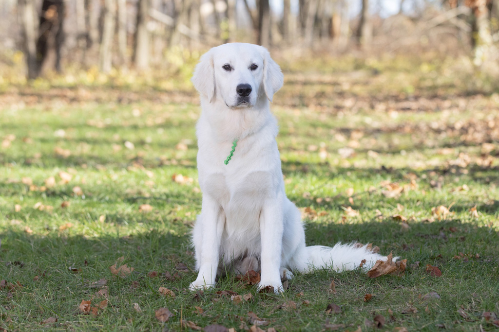 Why Are Retriever Puppies Popular With Active Families?