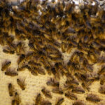 Using Aromatic Oils to Repel Bees From Porches