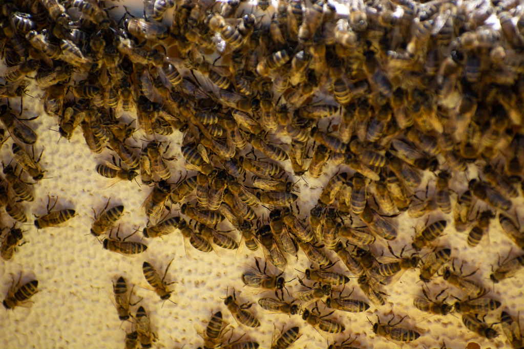 Using Aromatic Oils to Repel Bees From Porches