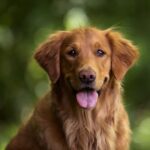 Labrador Puppy in Dubai: What New Owners Should Know