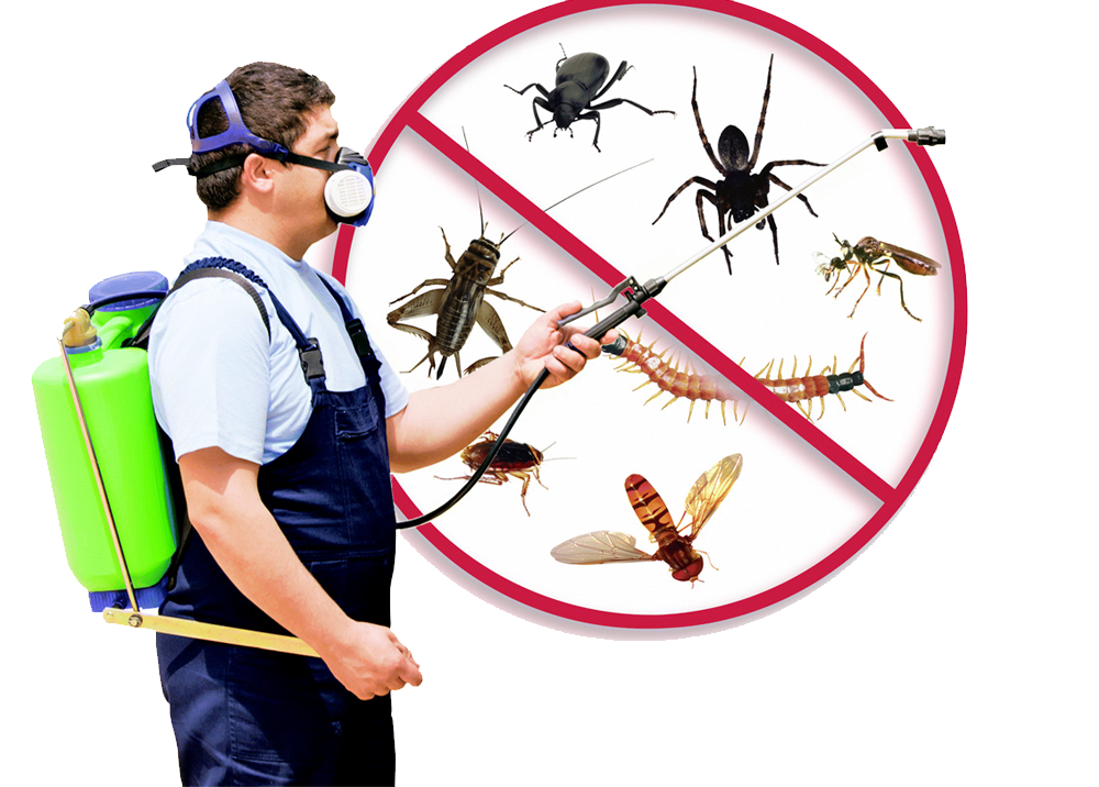 Pest Infestations in Rental Properties: Health Risks and Tenant Claim Rights