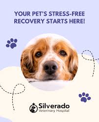 Best Vet Calgary: Why Regular Checkups Matter for Dogs and Cats