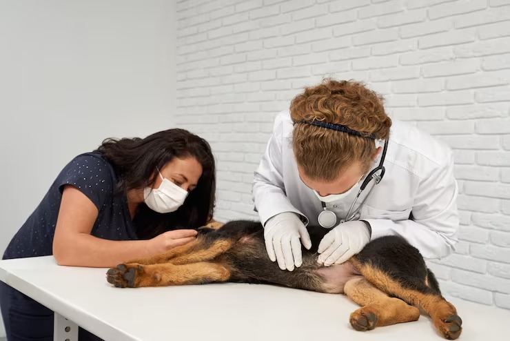24/7 Veterinary Clinic Dubai – Emergency Pet Care You Can Trust