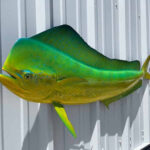 Fish Replica & Fish Mount Solutions for Stunning Displays