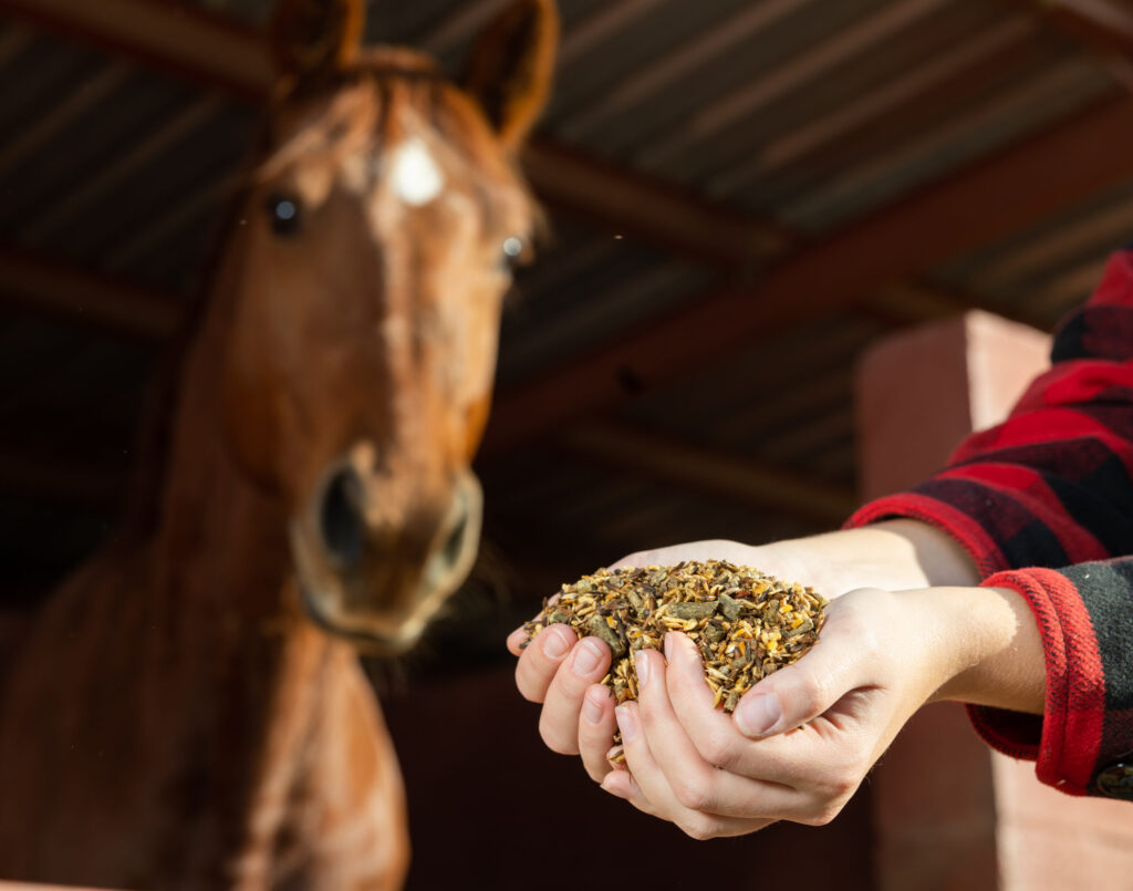 Nutrition and Longevity: Feeding Practices for Arabian Horses!
