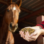 Nutrition and Longevity: Feeding Practices for Arabian Horses!