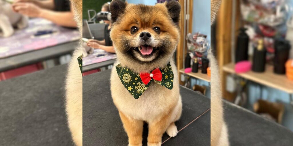 5 Signs You’ve Found the Best Dog Groomer for Your Pet