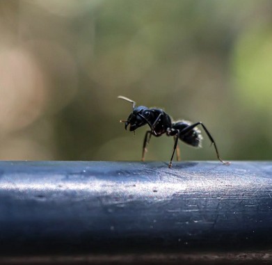 Keeping Properties Safe with Effective Pest Management