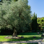 Top Privacy Trees for Landscapes – Grow Natural Garden Screens
