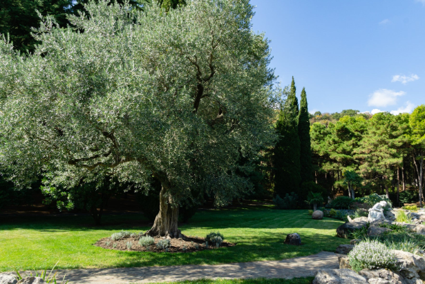 Top Privacy Trees for Landscapes – Grow Natural Garden Screens