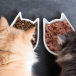 Why the Global Cat Food Market Is Evolving Rapidly in Modern Pet Care