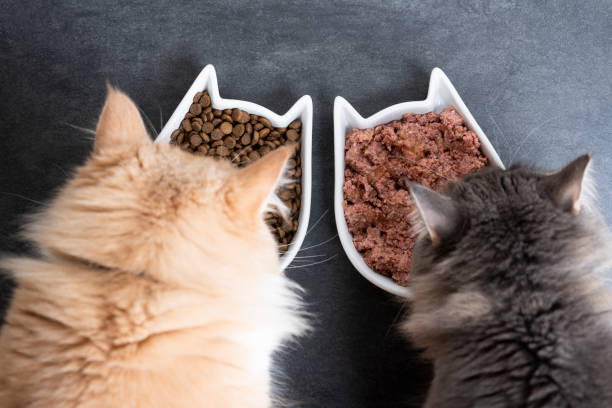 Why the Global Cat Food Market Is Evolving Rapidly in Modern Pet Care