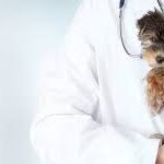 Acupuncture for Pets: Improving Health Without Medication
