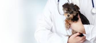Acupuncture for Pets: Improving Health Without Medication