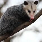 A Complete Guide to Maintaining a Pest-Free Property in Melbourne