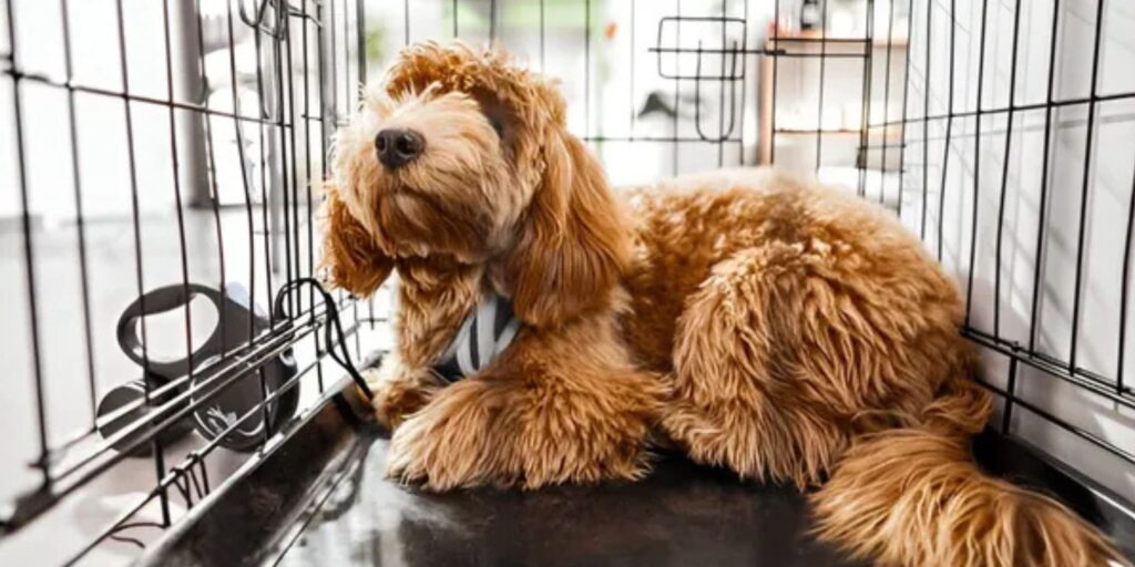 Secrets to a Happy Dog: The Little Things Experts in Dog Sitting in Hoboken Do Differently